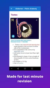 Anatomy notes:Abdomen & Pelvis screenshot 5