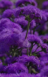 Best Purple Wallpaper 4K screenshot 3