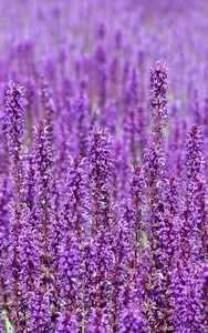 Best Purple Wallpaper 4K screenshot 6