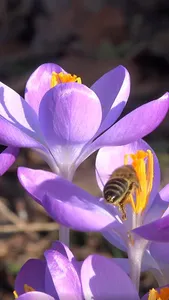 spring flower wallpaper screenshot 0