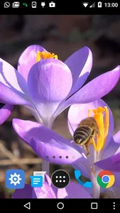 spring flower wallpaper screenshot 1