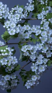 white flower wallpaper screenshot 0
