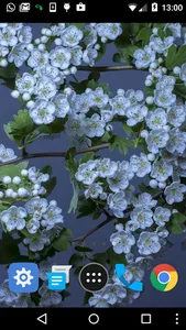 white flower wallpaper screenshot 1