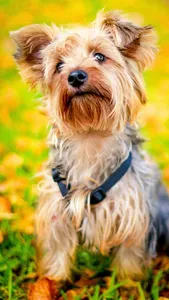 baby yorkie wallpaper screenshot 0