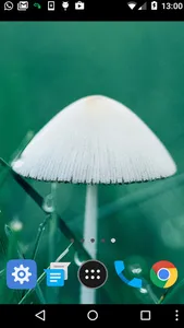 mushroom wallpaper screenshot 1