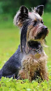 yorkshire terrier wallpaper screenshot 0