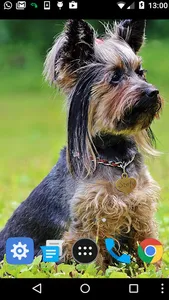 yorkshire terrier wallpaper screenshot 1