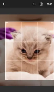 Cat Holic - Cat Photo Sharing  screenshot 2