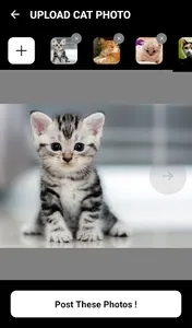 Cat Holic - Cat Photo Sharing  screenshot 3