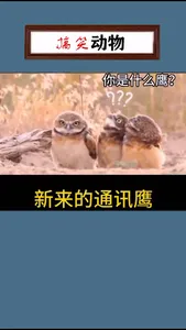 Funny videos - HD screenshot 3