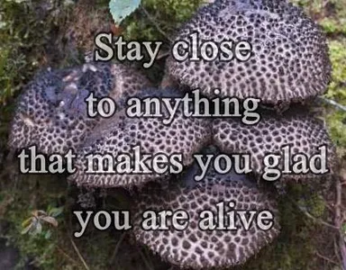 Simple Life Quotes screenshot 1