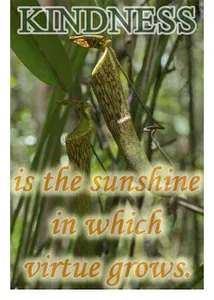 Simple Life Quotes screenshot 4