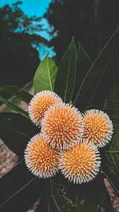 YAMYAM Wallpaper screenshot 2