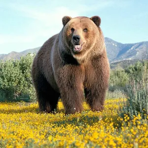 Bears Jigsaw Puzzles screenshot 10