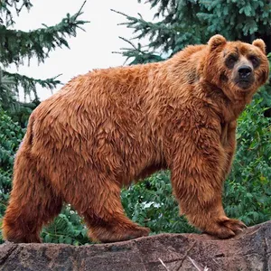 Bears Jigsaw Puzzles screenshot 11