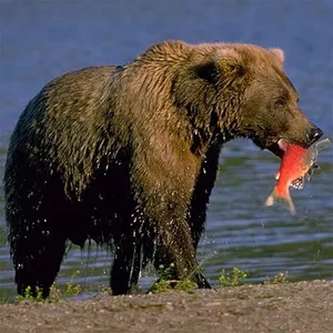 Bears Jigsaw Puzzles screenshot 12