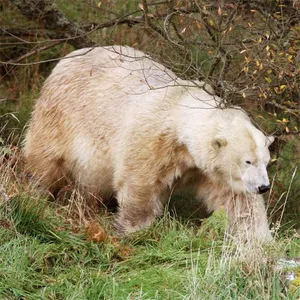 Bears Jigsaw Puzzles screenshot 13