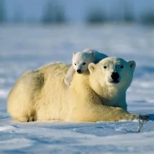 Bears Jigsaw Puzzles screenshot 14