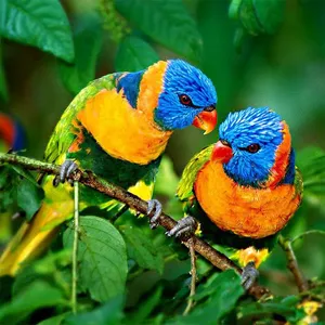 Birds Jigsaw Puzzles screenshot 14