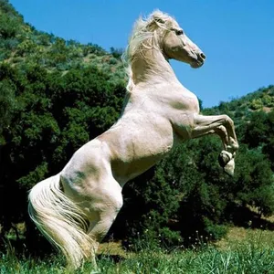 Horses Jigsaw Puzzles screenshot 11