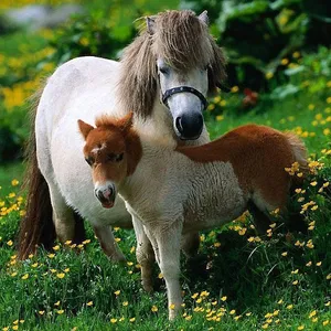 Horses Jigsaw Puzzles screenshot 8