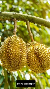 Durian wallpaper screenshot 3