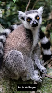 Lemur wallpaper screenshot 0