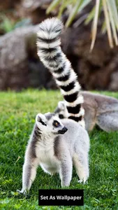 Lemur wallpaper screenshot 1