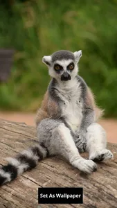 Lemur wallpaper screenshot 10