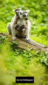 Lemur wallpaper screenshot 11