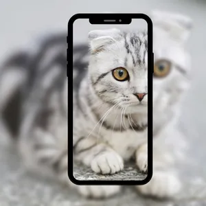 خلفيات لقط 4k لطيف screenshot 0
