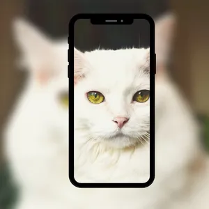 خلفيات لقط 4k لطيف screenshot 4