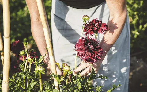 How to make bouquets of flower screenshot 5