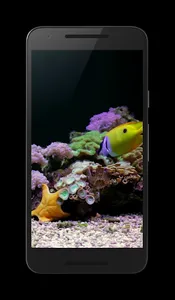 Coral Reef Aquarium Video FREE screenshot 2