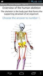 Anatomy - Human Skeleton screenshot 1