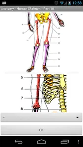 Anatomy - Human Skeleton screenshot 2