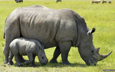 Documentaries Animals Online screenshot 1