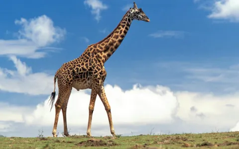 Documentaries Animals Online screenshot 2