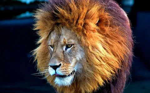 Documentaries Animals Online screenshot 3
