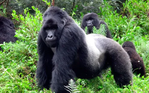 Documentaries Animals Online screenshot 5