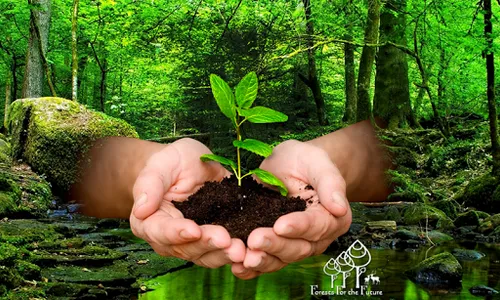 Forest for the Future screenshot 0