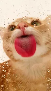 Fondo De Pantalla Gatito Lindo screenshot 1