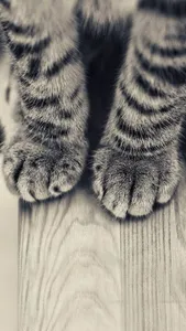 Fondo De Pantalla Gatito Lindo screenshot 3
