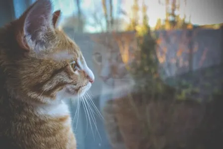 Fondos de gatos screenshot 0