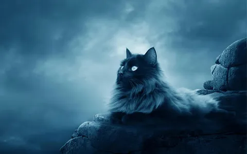 Fondos de gatos screenshot 1