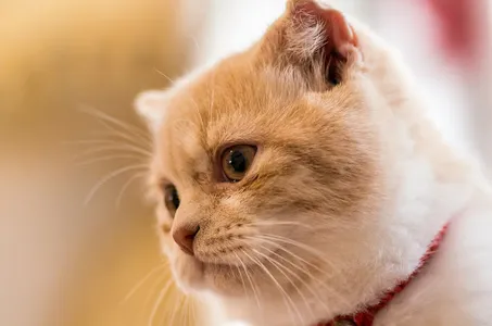 Fondos de gatos screenshot 11