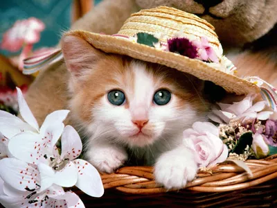Fondos de gatos screenshot 13