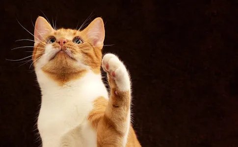 Fondos de gatos screenshot 14