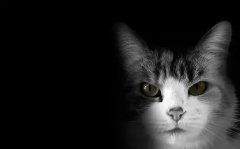 Fondos de gatos screenshot 15