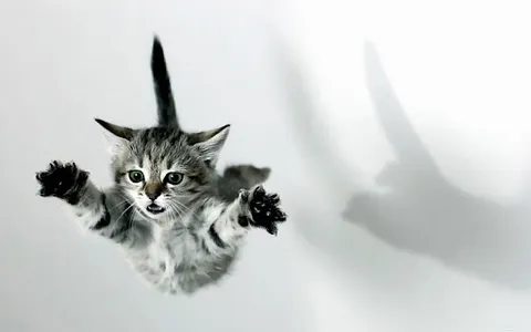 Fondos de gatos screenshot 2